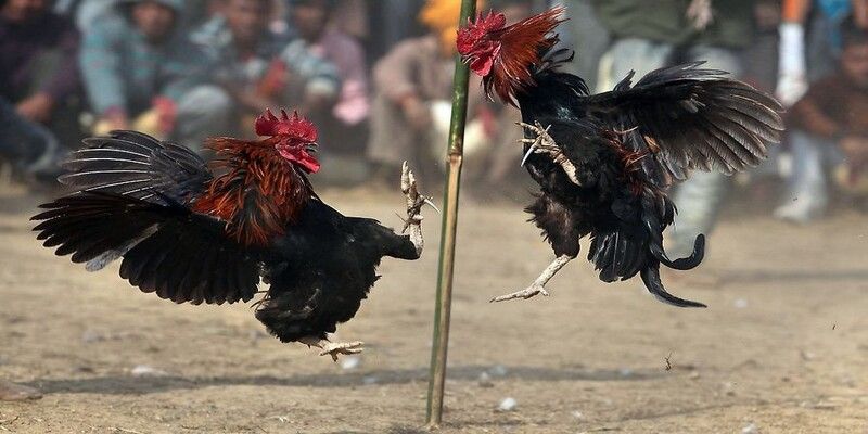 Bí quyết đặt cược thông minh trong Đá gà